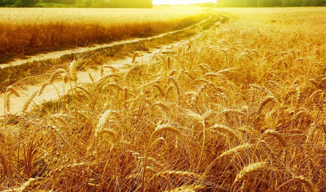 пейзажи -, sun, дорога, поле, золотые, rays, колоски, пшеница, интерьере, фотообои, пшеничном