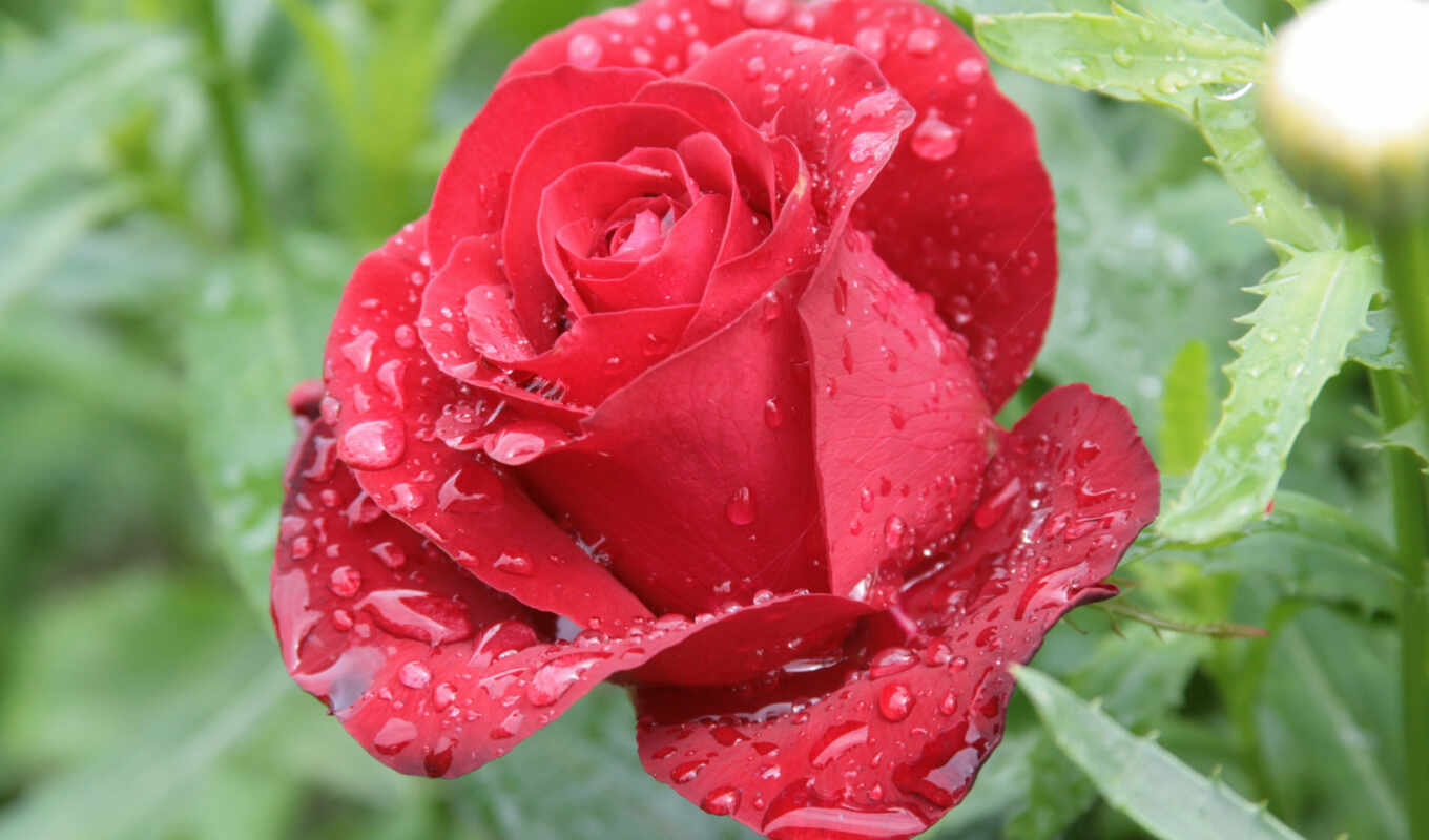 nature, flowers, rose, drops, red, roses, dew, morning, cvety, dew