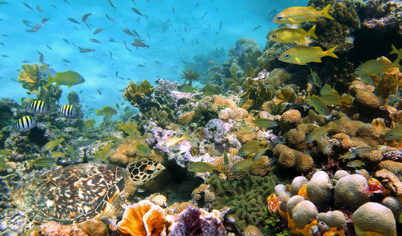 corals, rybkicherepaha