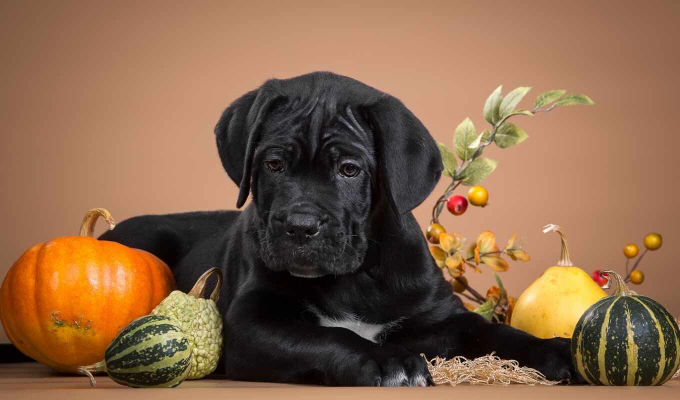 desktop, black, dog, puppy, cane, corso, thanksgiving