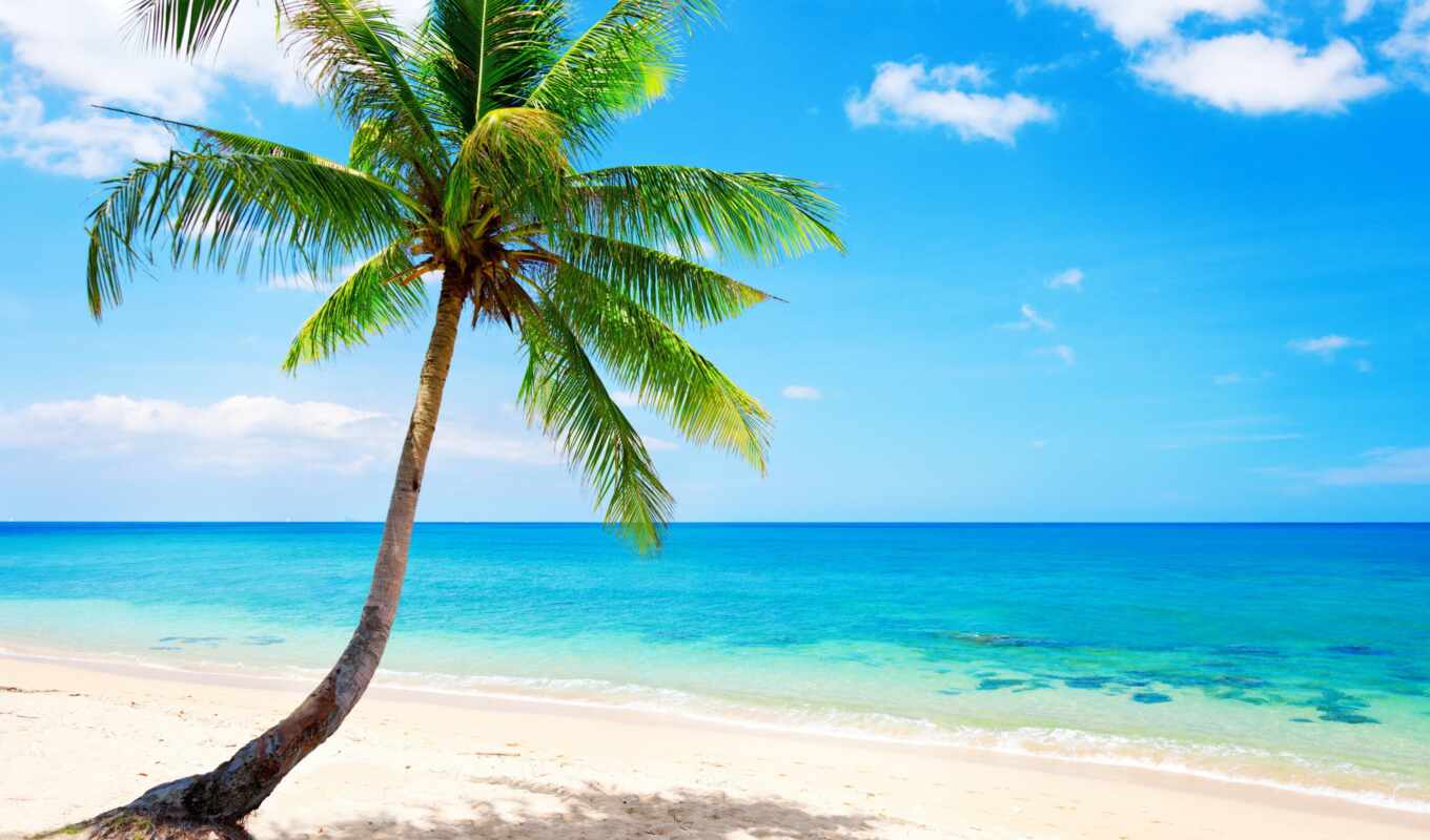 blue, summer, tree, beach, sea, sand, ocean, palm, tropical, tropic