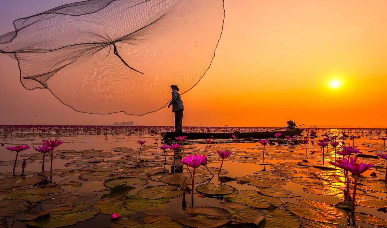 озеро, цветы, розовый, lotus, деревня, таиланд, рыбалка, сеть, бунгало, рыбак