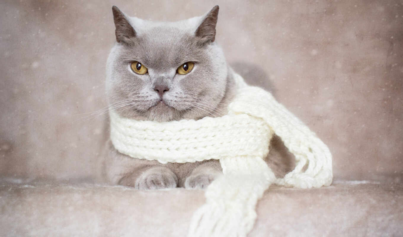 серый, кот, коты, animal, tapety, kot, шарф, krótkowłosy