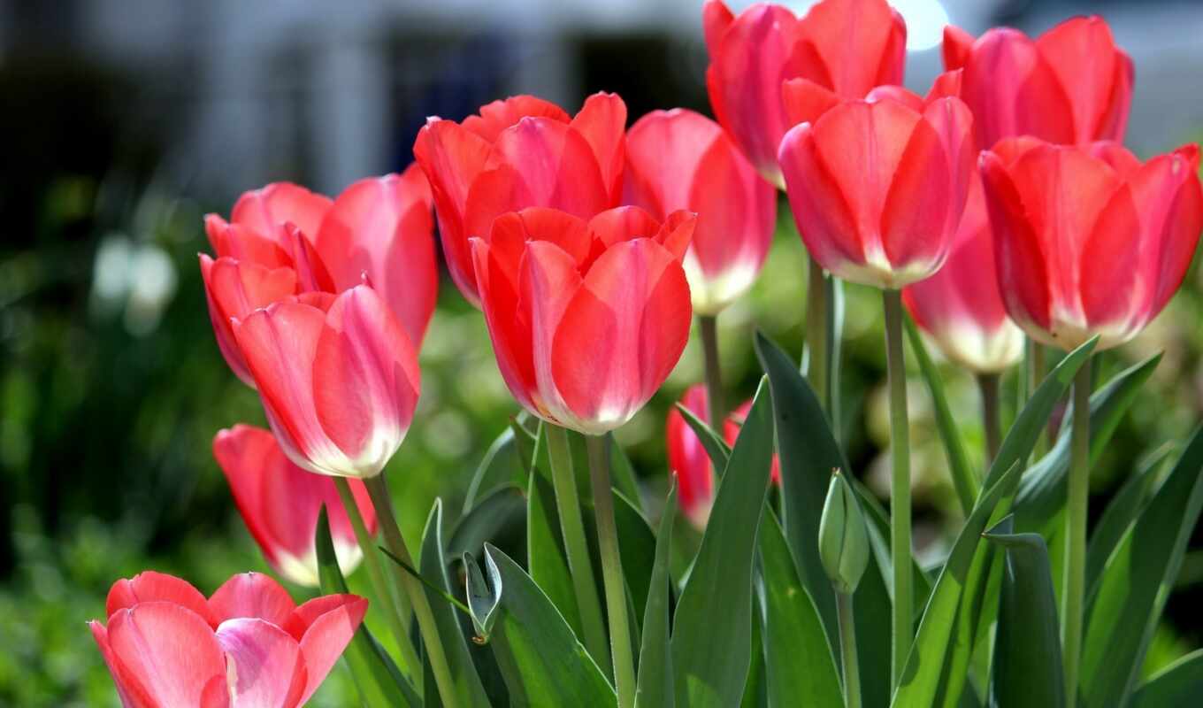 tulip, event