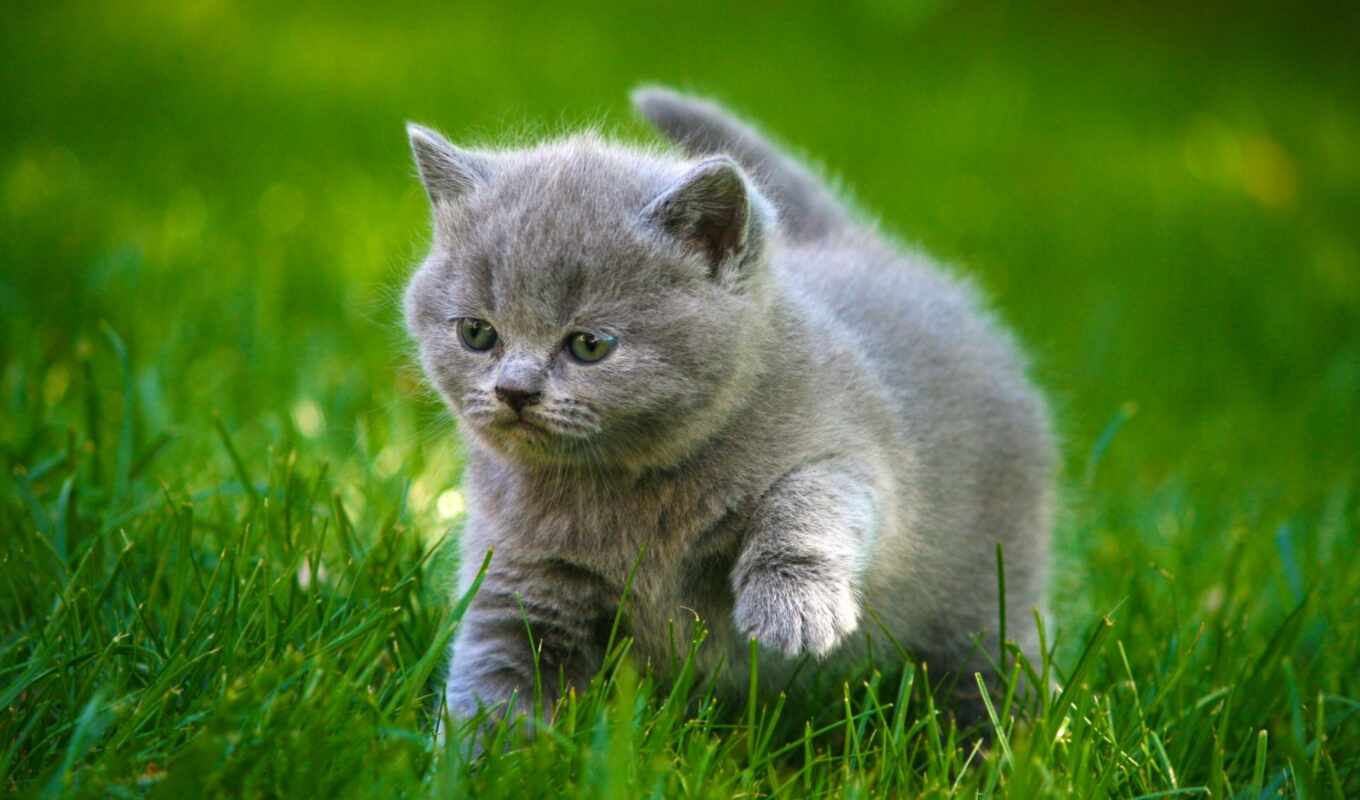серый, трава, кот, cute, котенок, animal, grey, baby, пушистый, fat, rare
