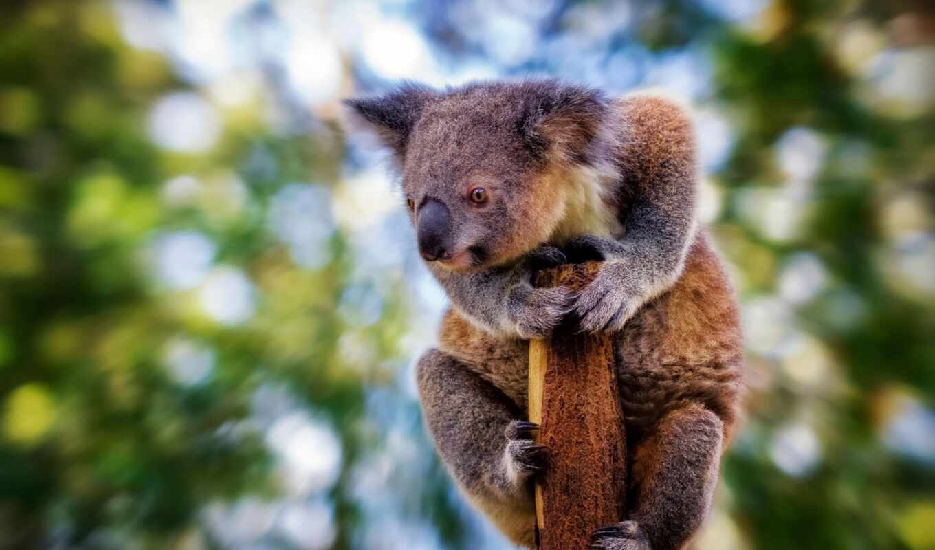 ветка, коала