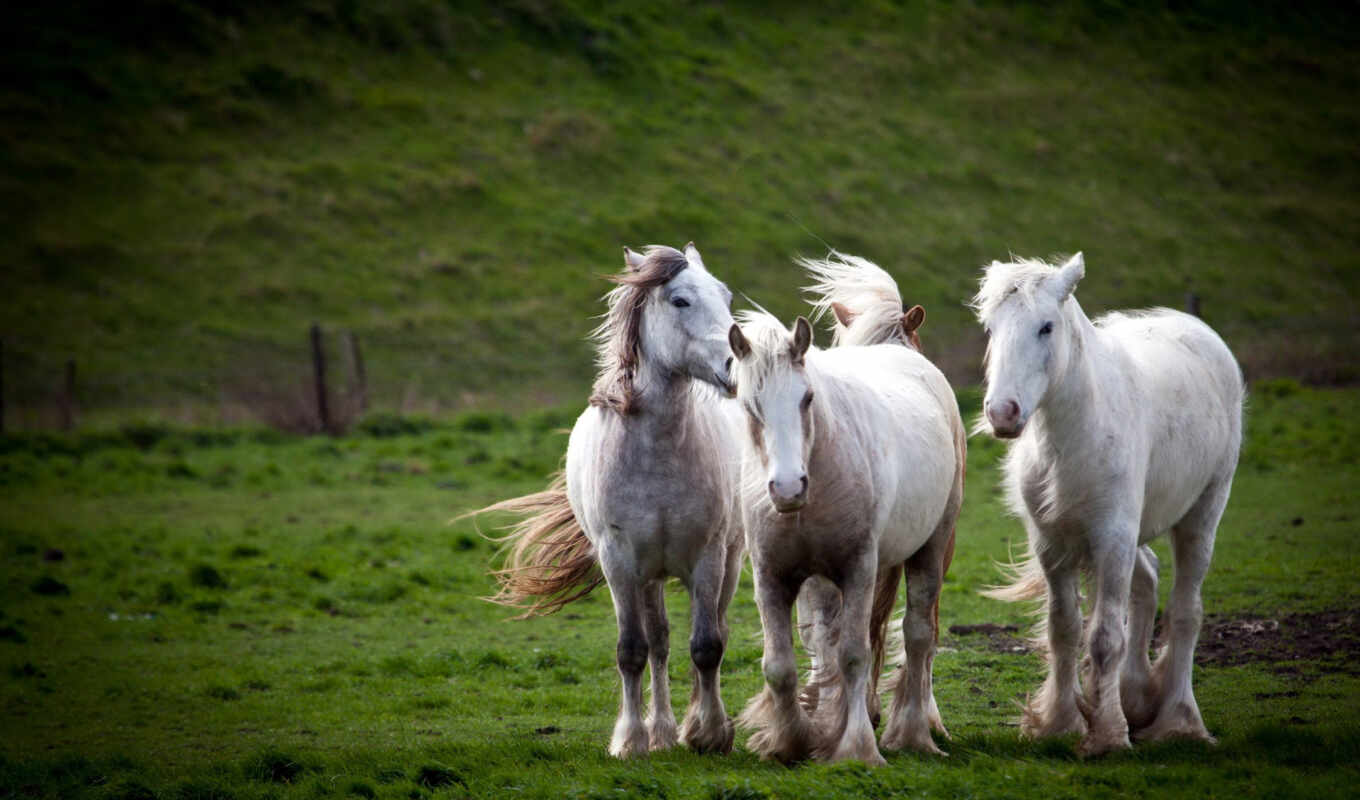 белые, лошади, кони, белых, zhivotnye, кон, три, лошадь, лошадей