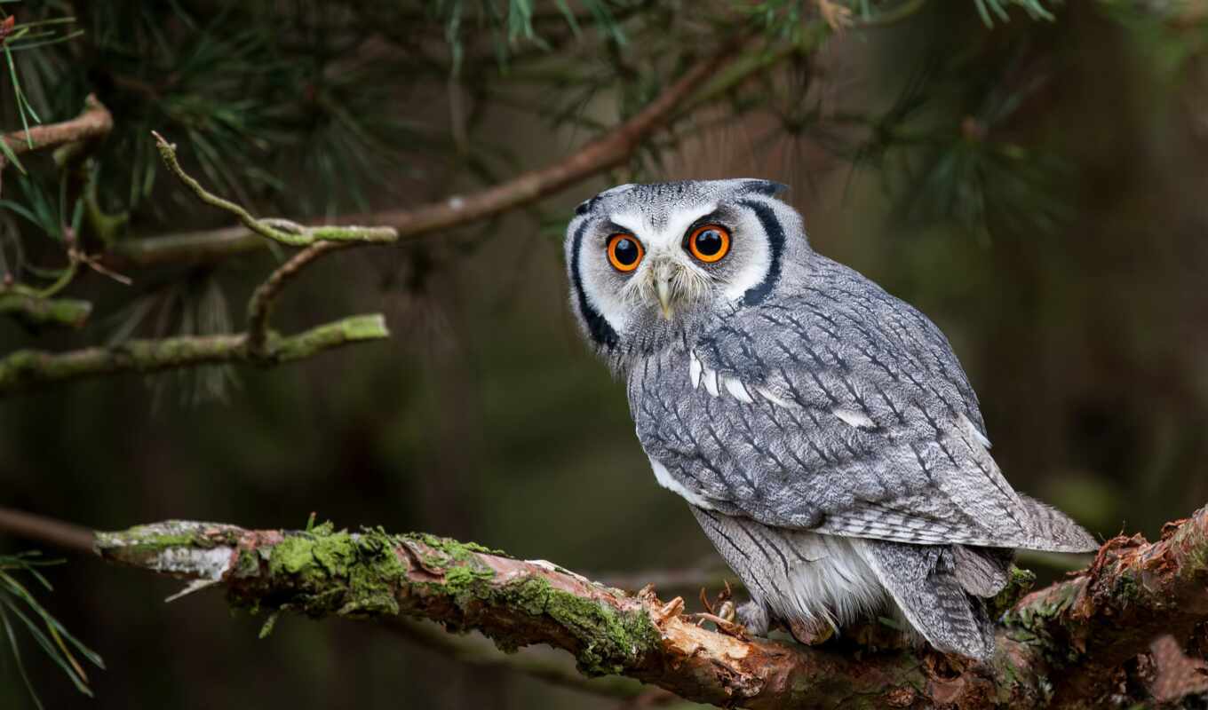 view, owl, predator, bird, white, positioning