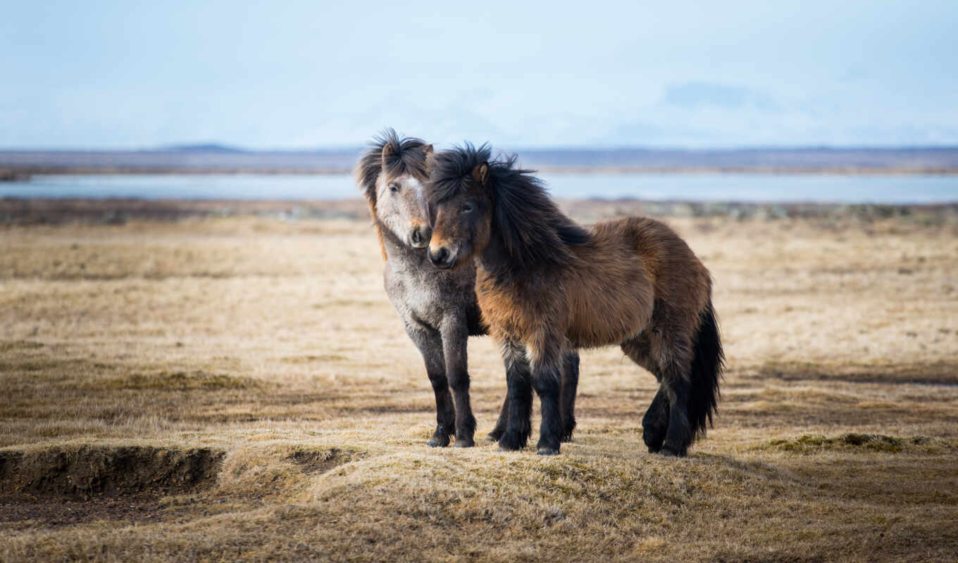 лошадь, little, iceland, priroda, пони, лошадь, исландия, icelandic, dmitris