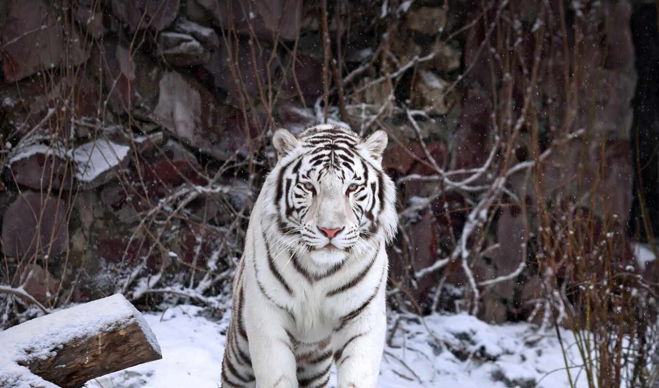 white, снег, winter, кот, хищник, тигр, пасть, под