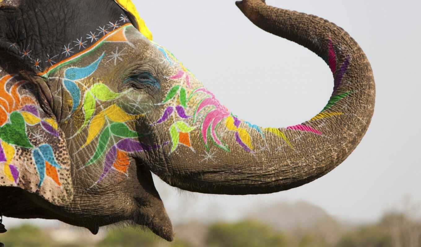 слон, indii