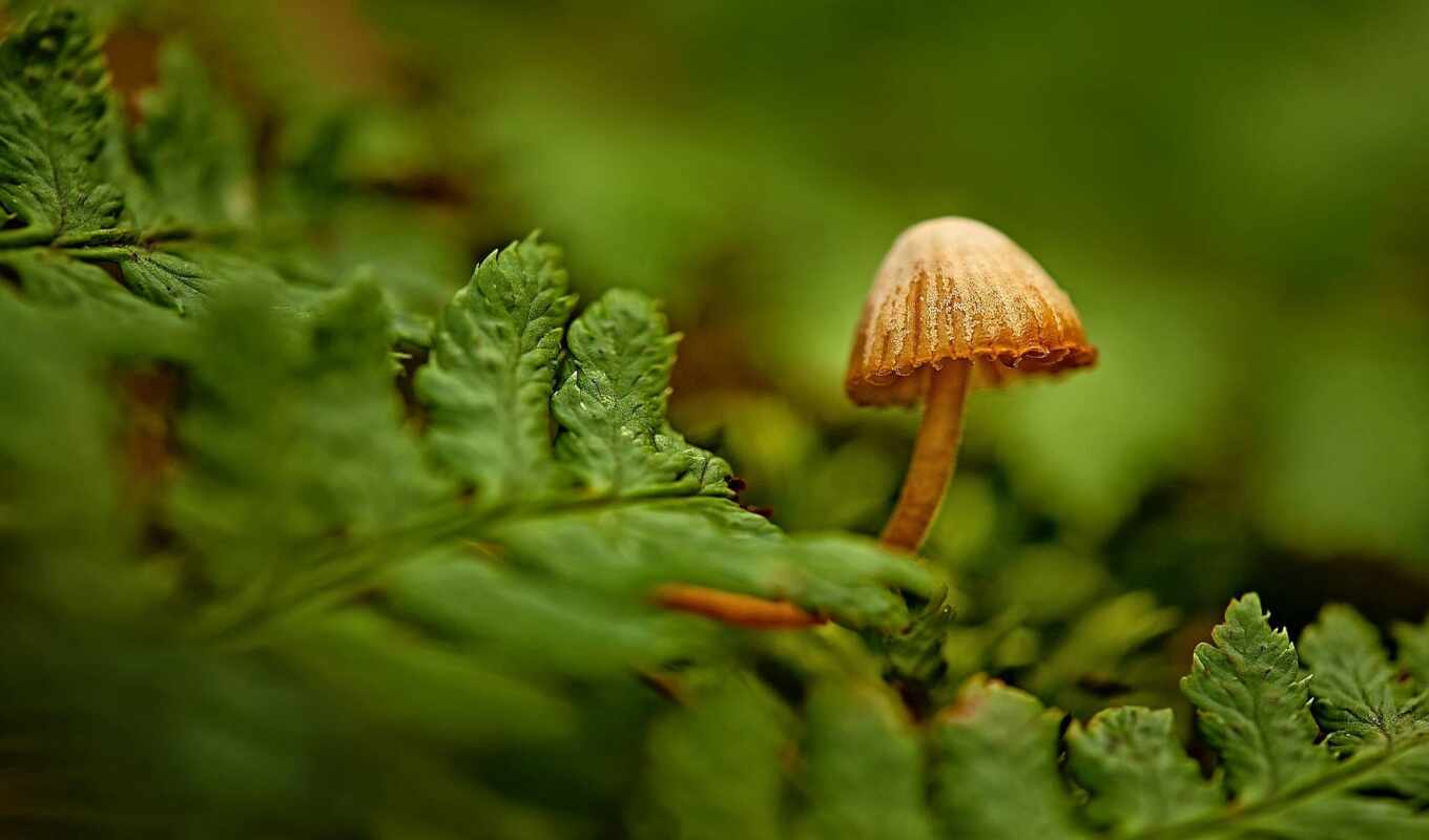 forest, mushroom, lak