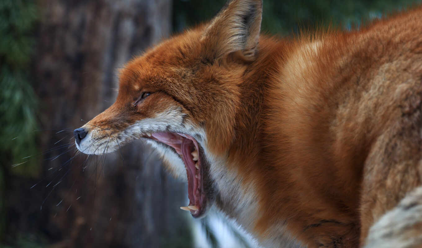 fox, wild, animal, national, geographic, tooth, zubok