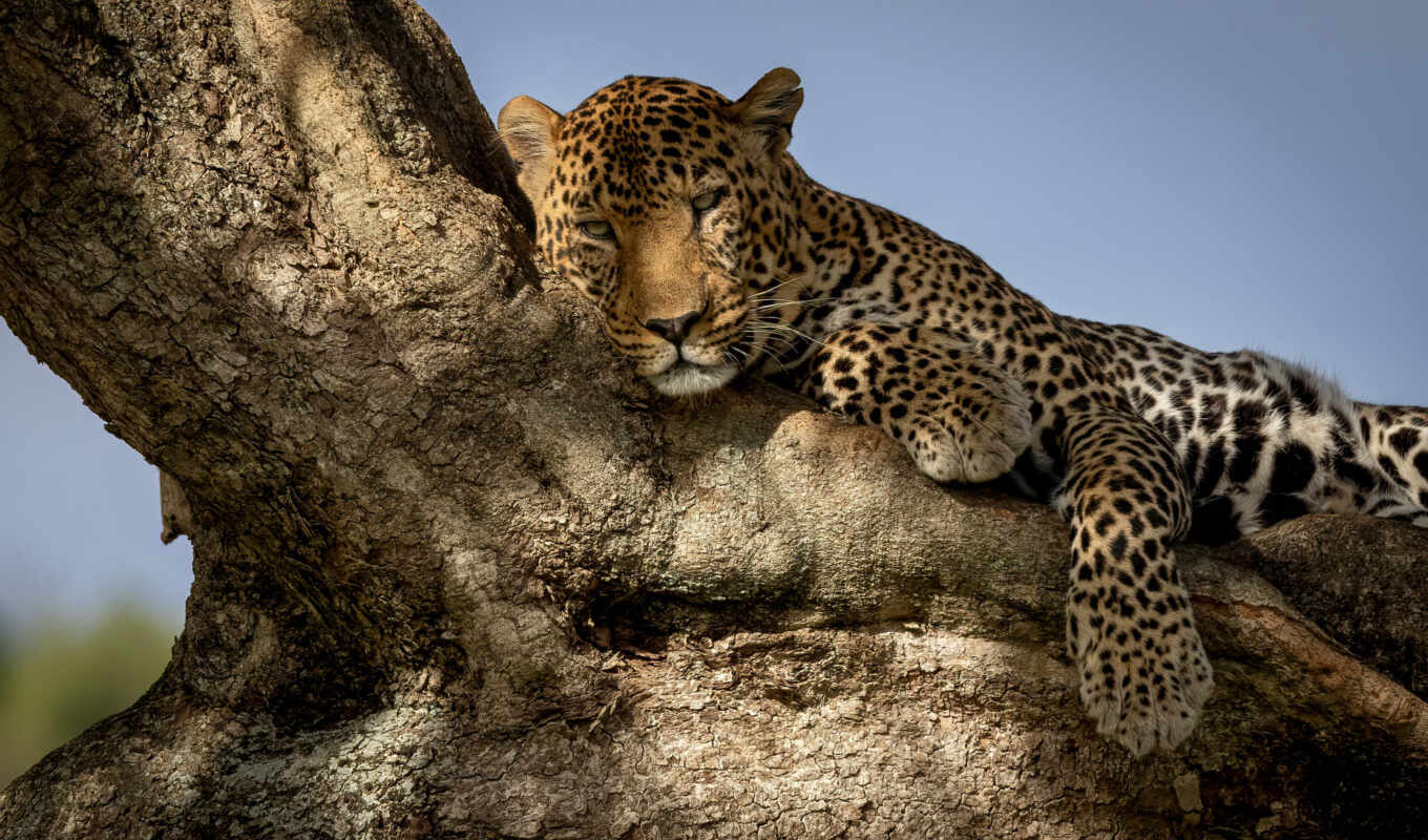 tree, cat, gallery, zoo, leopard, sleep, of, leopardo, lie, safariresor, canalsur
