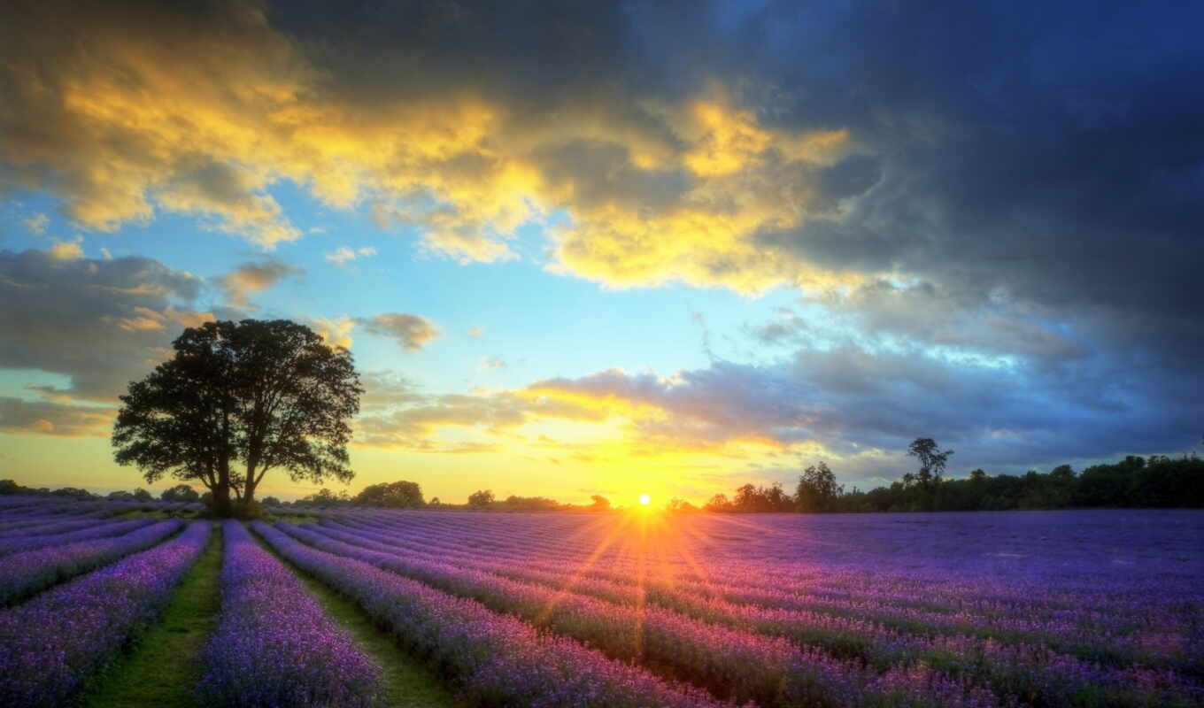 закат, поле, landscape, photos, images, stock, stunning, lavender, royalty