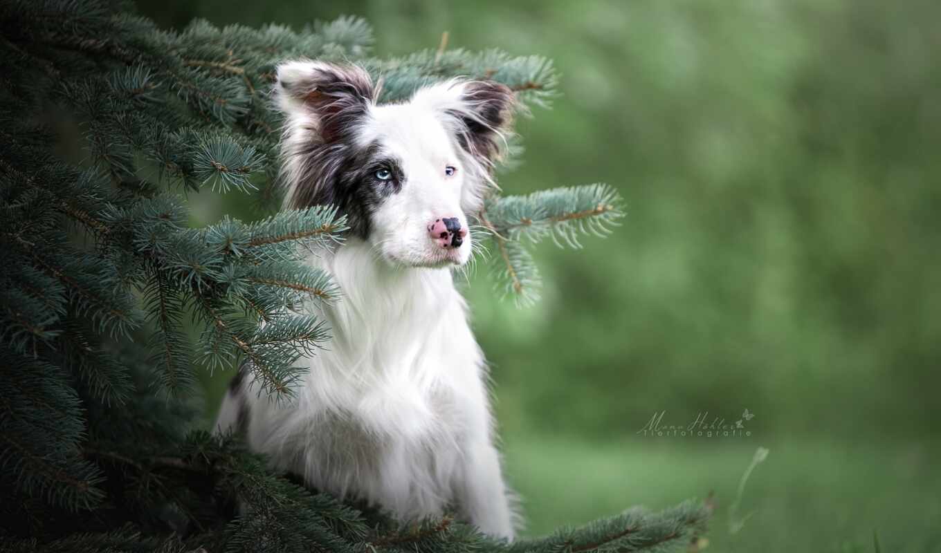 dog, portrait, breed, branch, take, border, fir, companion, dog, collie