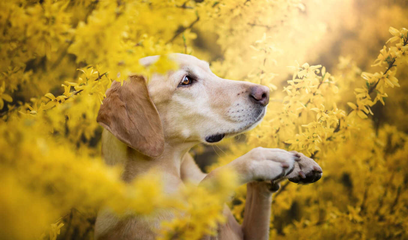 flowers, dog, branch, Labrador, spring, retriever, bush