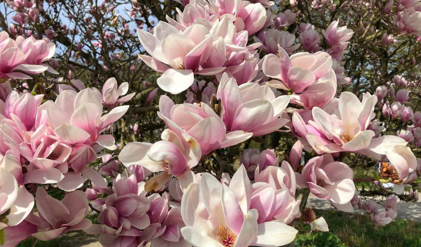 природа, фото, цветы, дерево, garden, весна, растение, leaf, magnolia