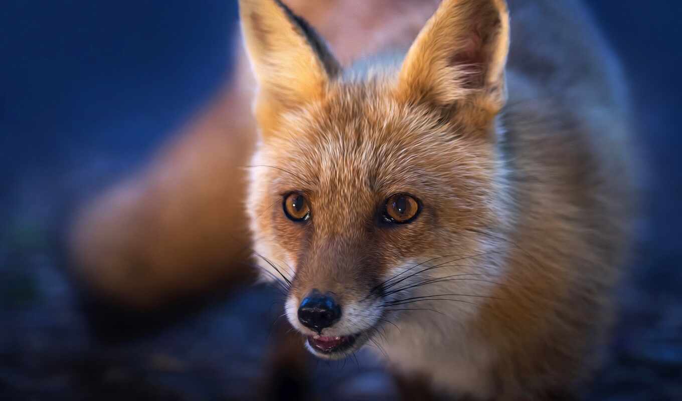 background, red, fox