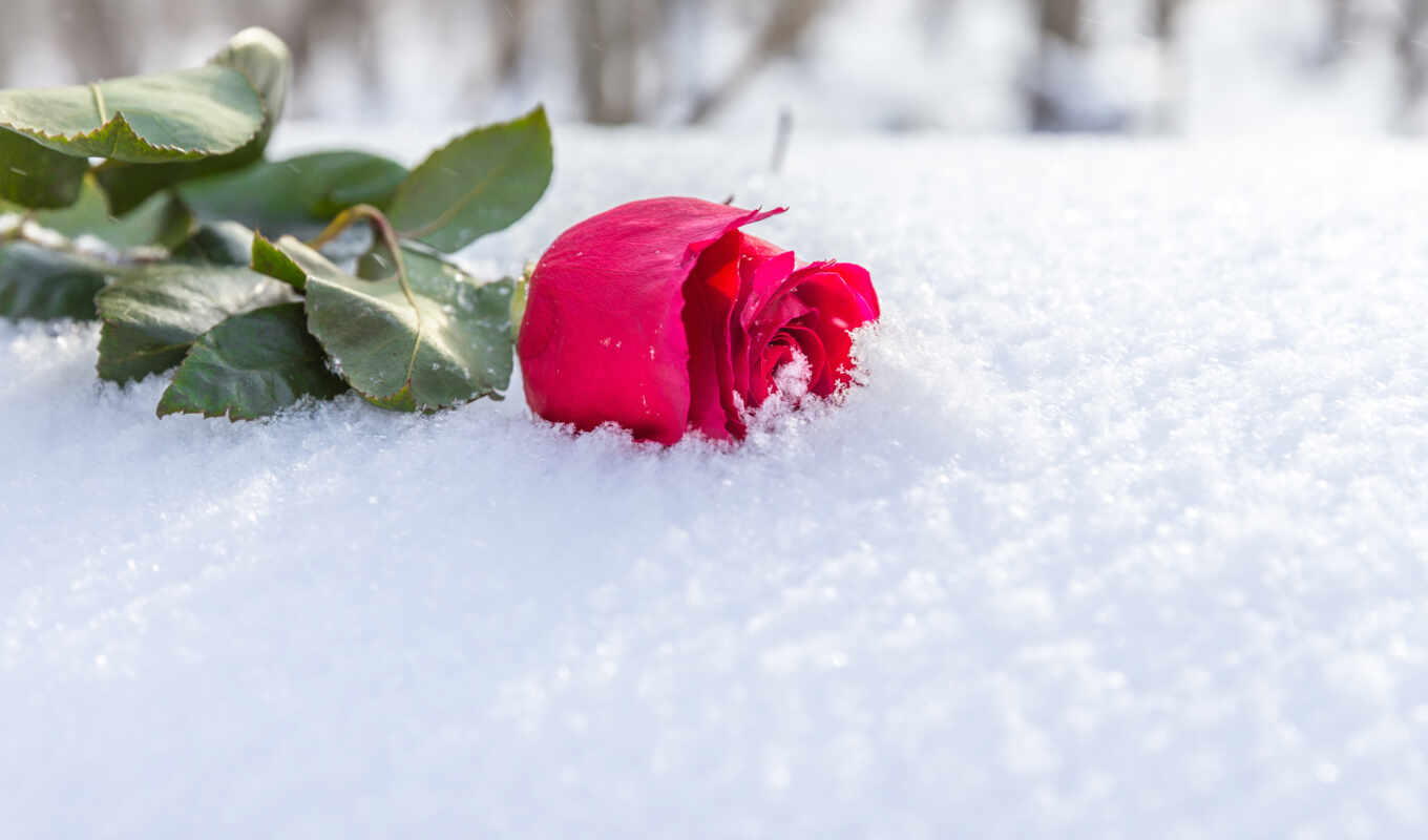 роза, снег, winter, который, температура