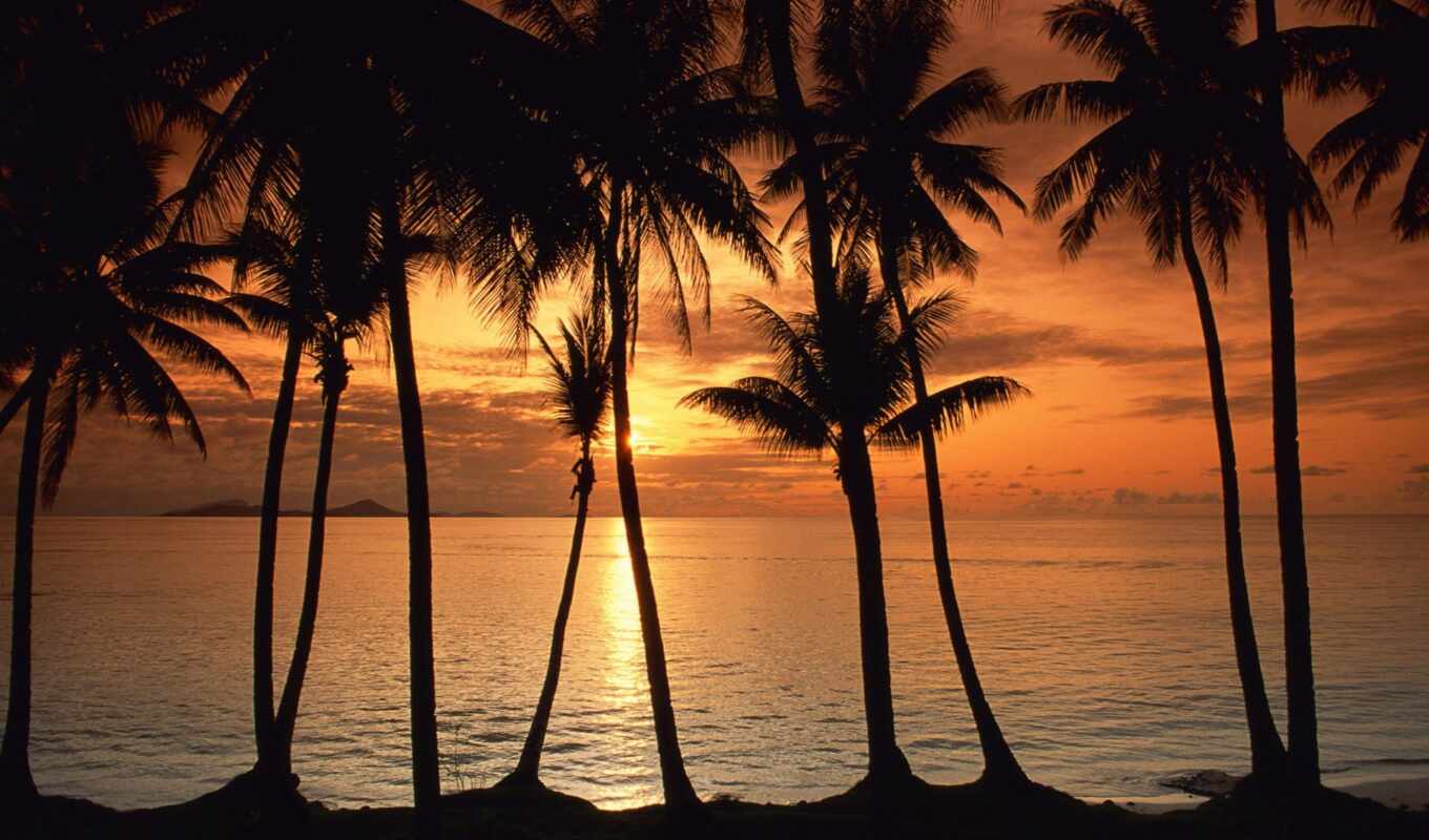 sun, down, screen, beach, asia, palmera