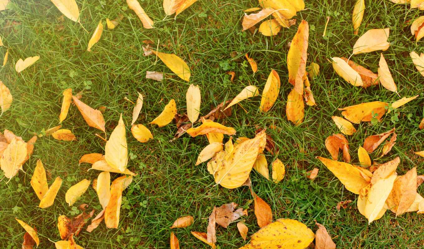 трава, осень, пасть, leaf