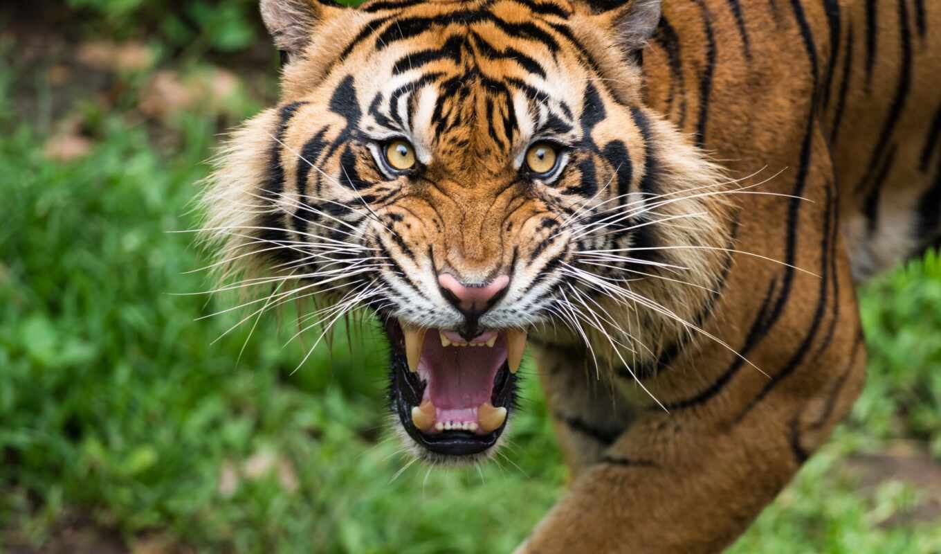 cat, big, see, tiger, animal, tooth