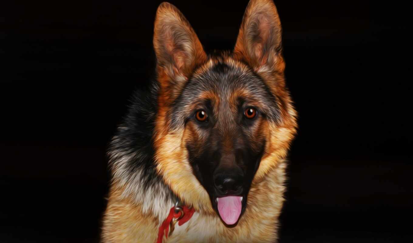 dog, awesome, german, mrwallpaper