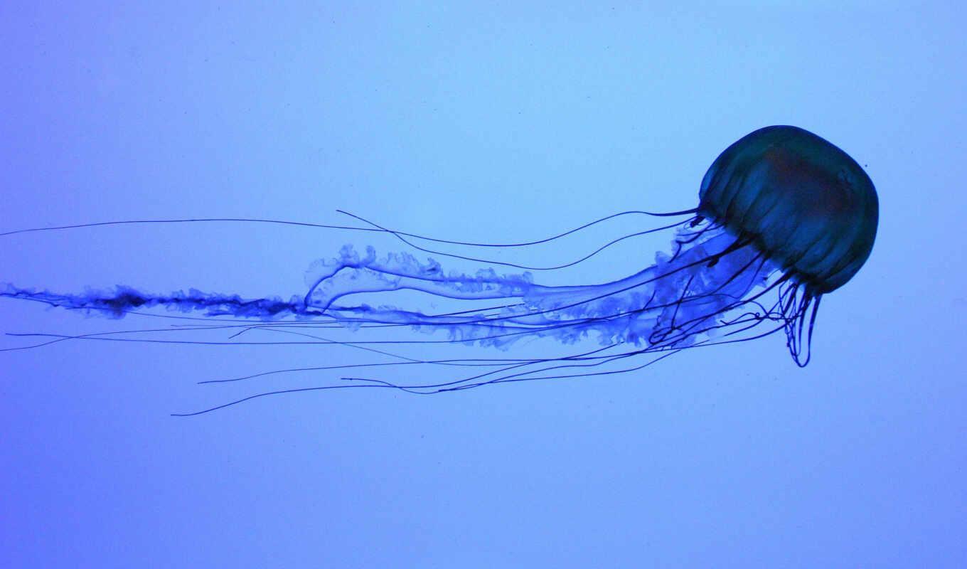 class, медузы, jellyfish, underwater
