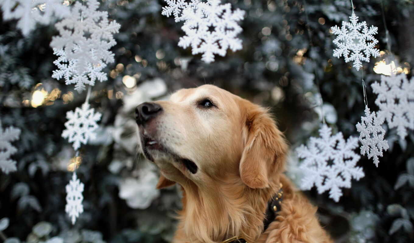 дерево, снег, собака, christmas, dogs, animal, праздник