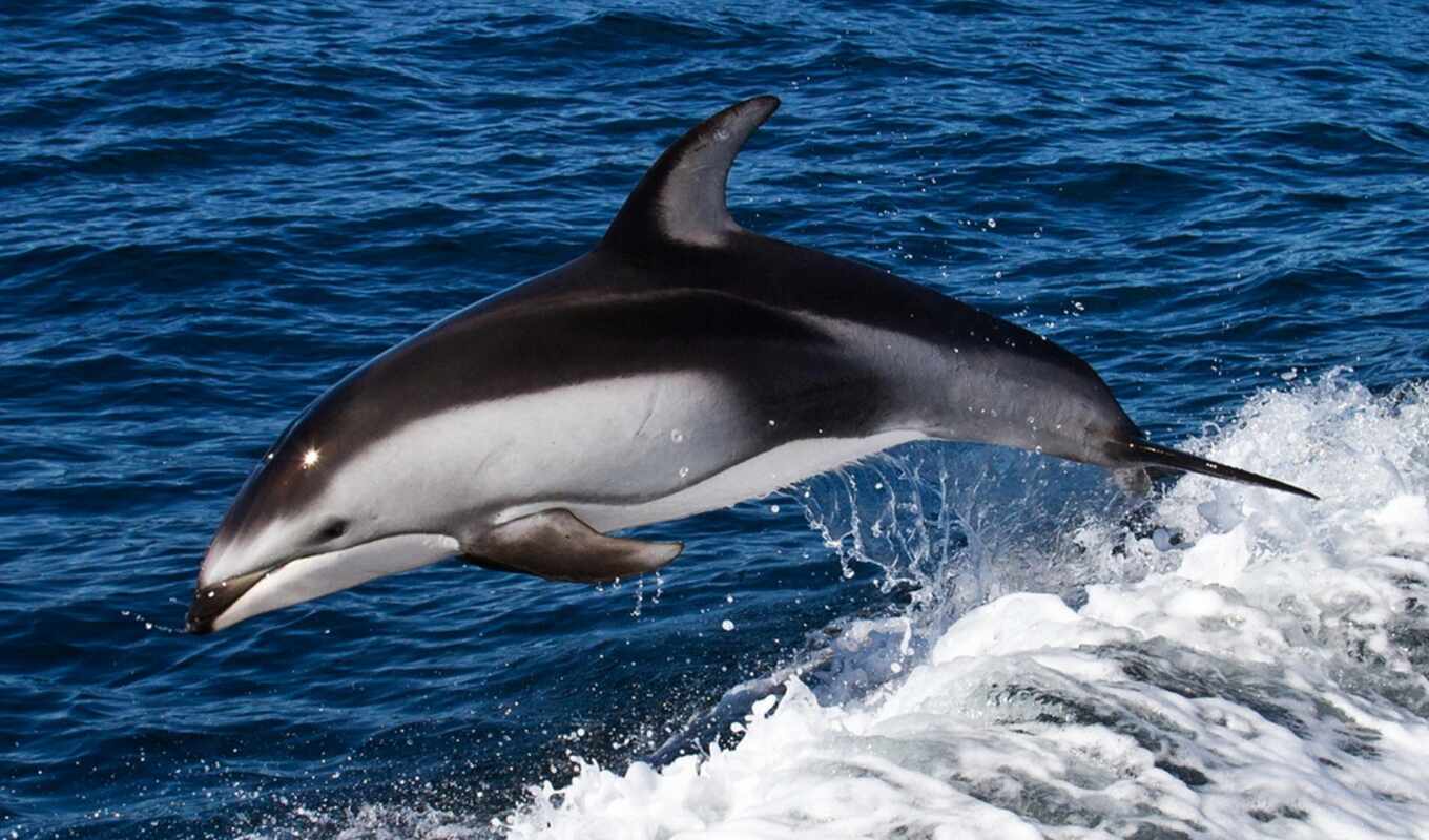 black, sea, seas, dolphins, dolphin, яndex, dolphins