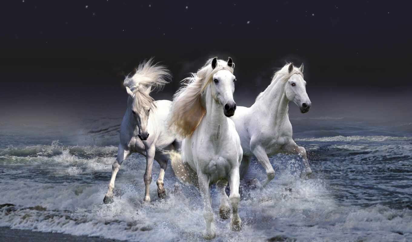 кони, лошади, мастей, всех, лошадки, грациозные, красивые, бесконечно, zhivotnye, 