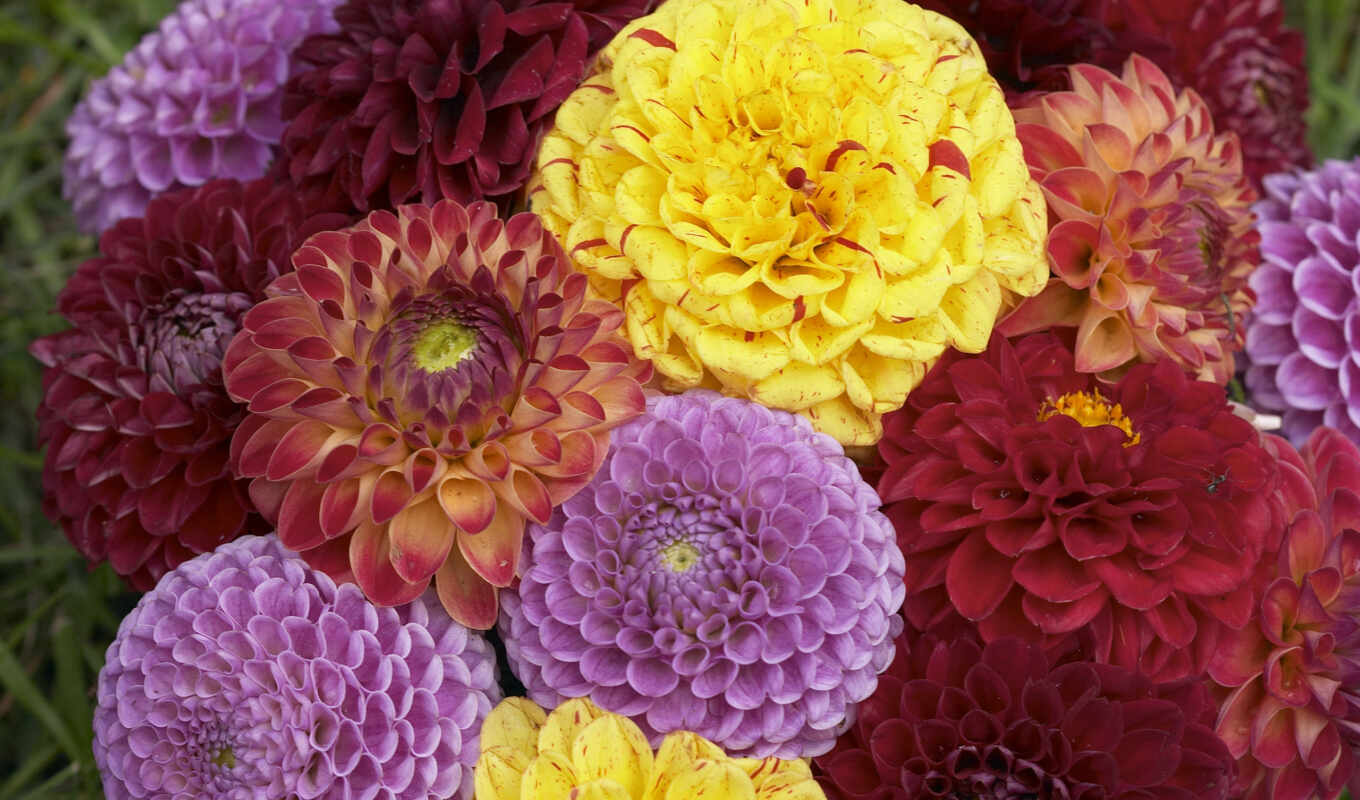 цветы, human, hoa, rd, giáng, георгина, ong