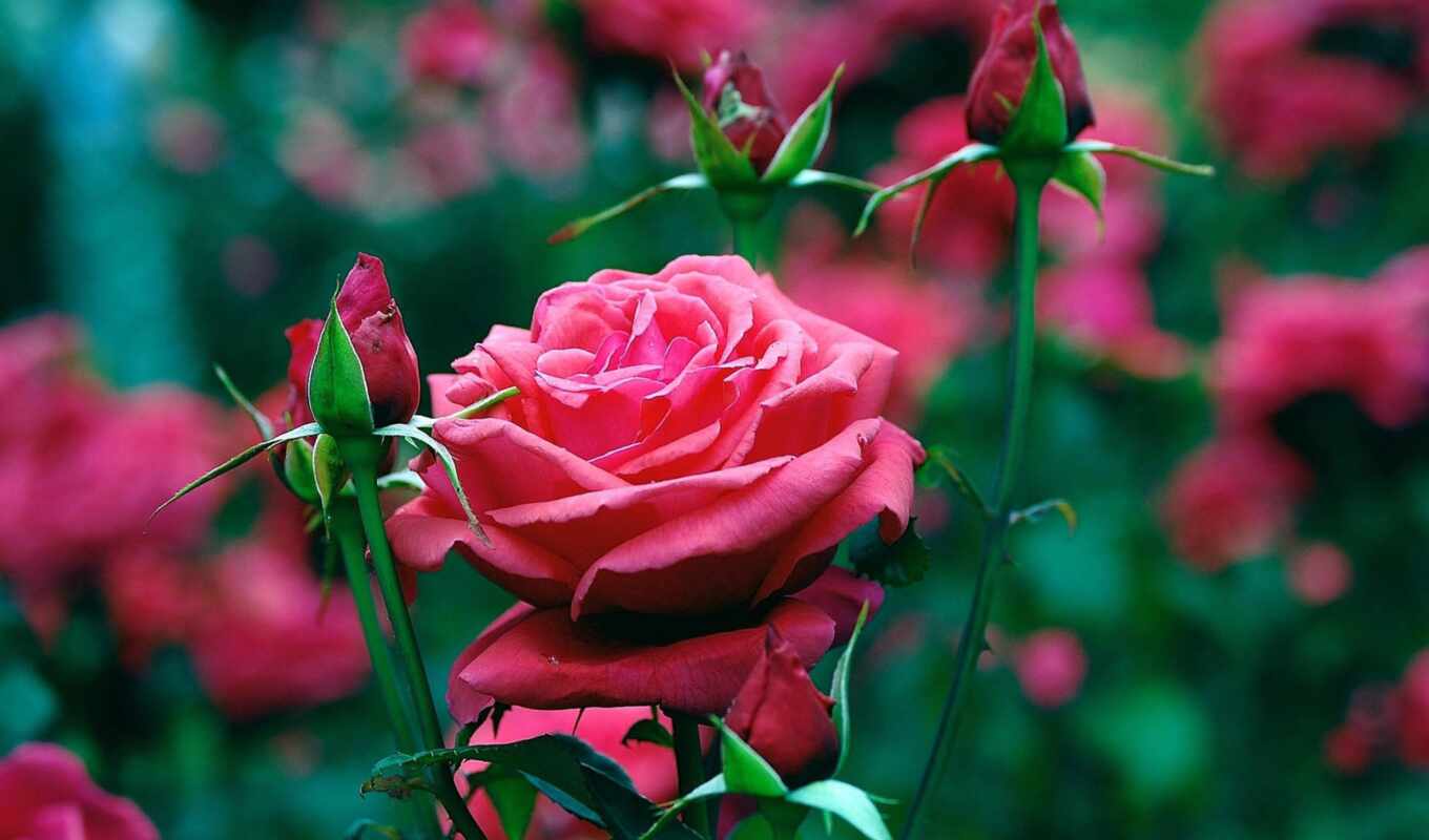 природа, цветы, роза, mobile, free, картинка, большой, plan, лепесток, lily, бутон