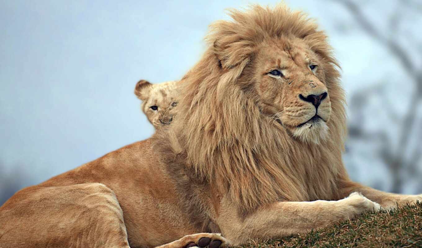 природа, lion, left, animal, красивый, зверь
