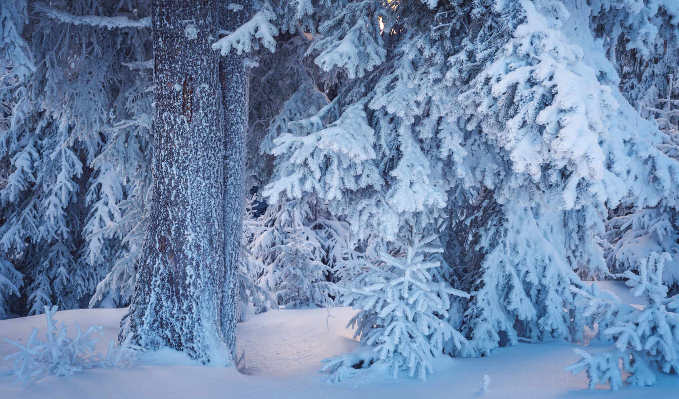 free, tree, snow, winter, forest, landscape, branch, drift, fabulous