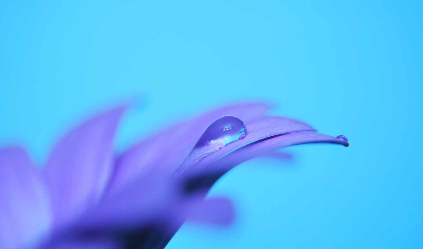 цветы, blue