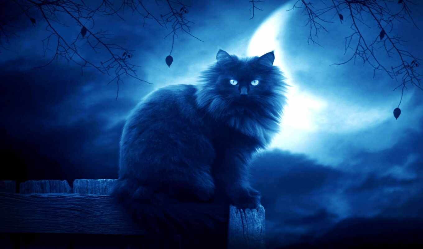 night, moon, cat
