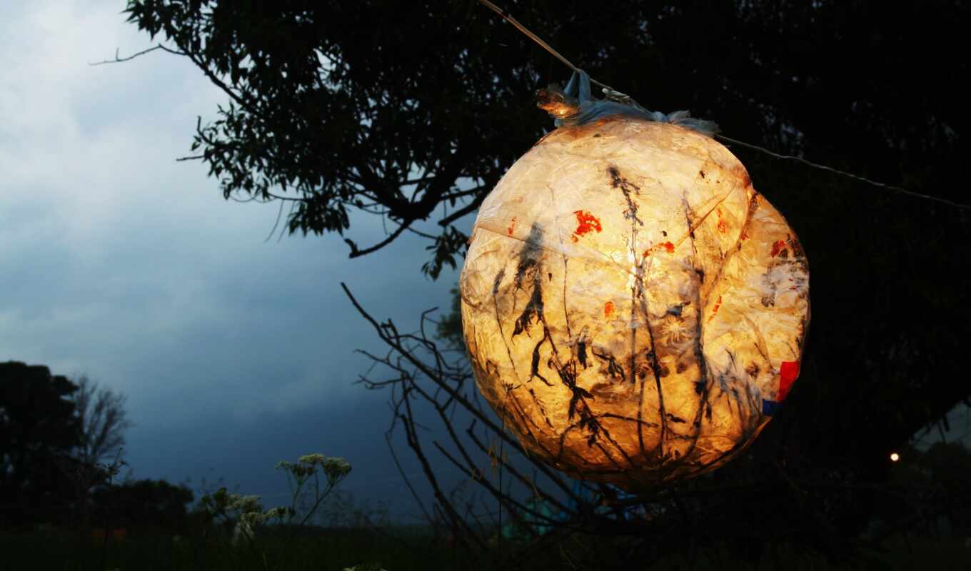 tree, lantern