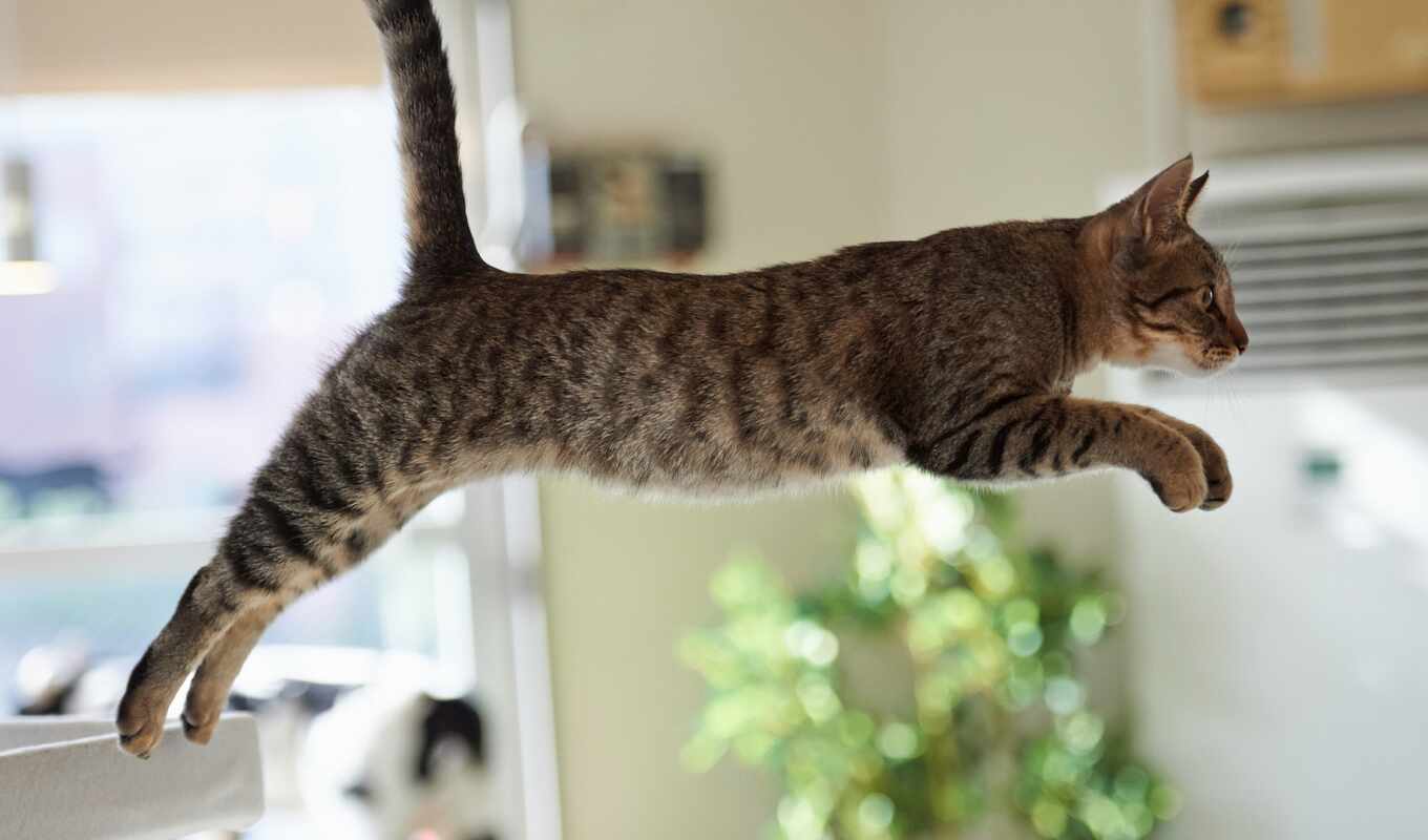 прыжок, кот