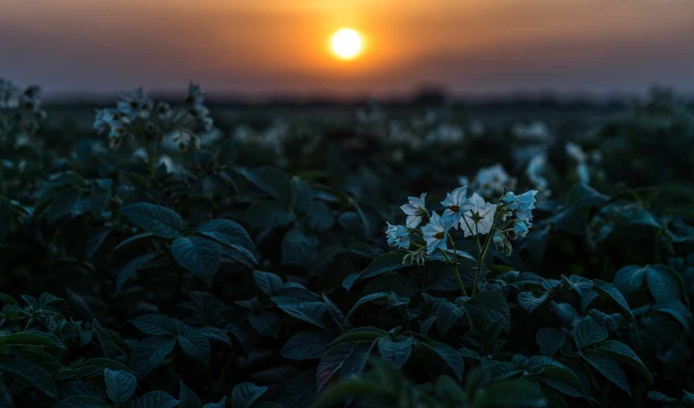 закат, поле, картофель