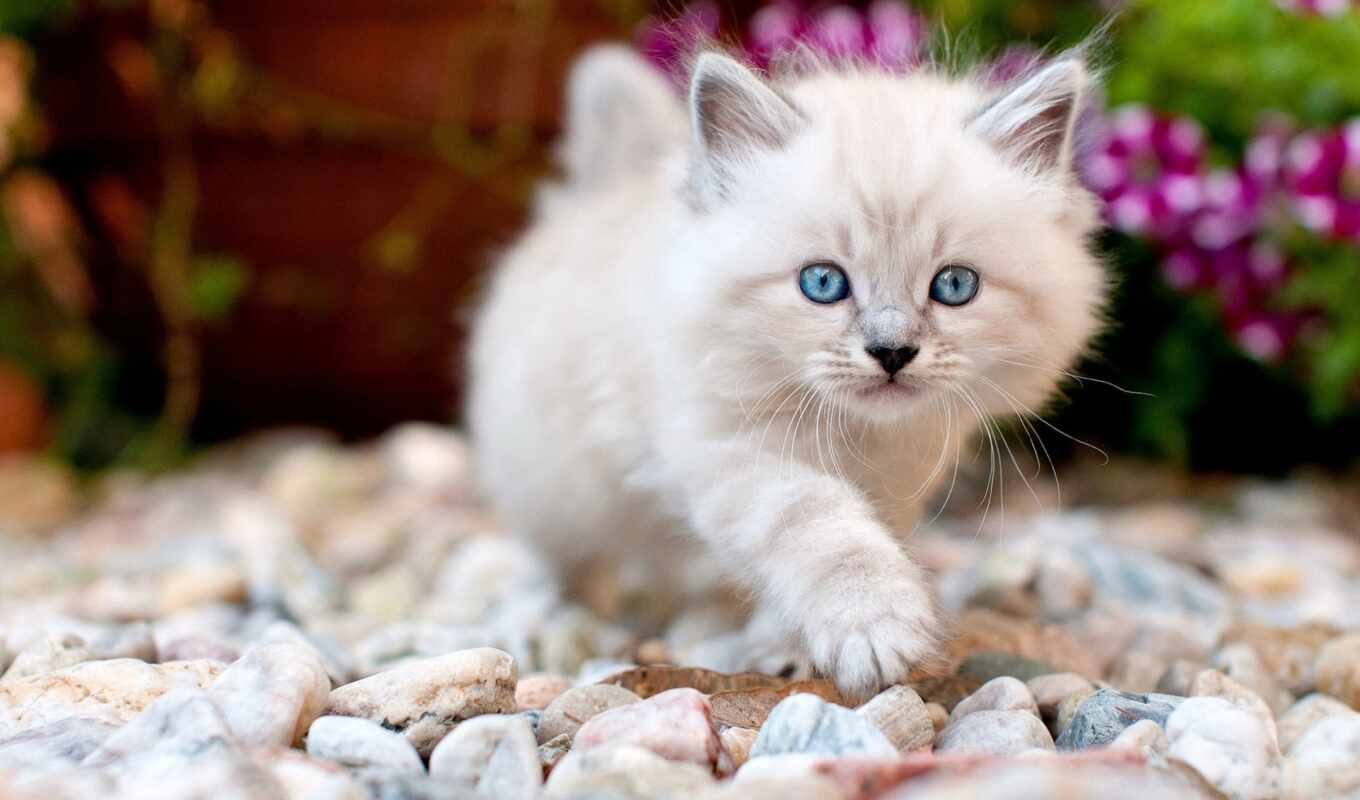 blue, white, eye, cat, cute, kitty, fluffy