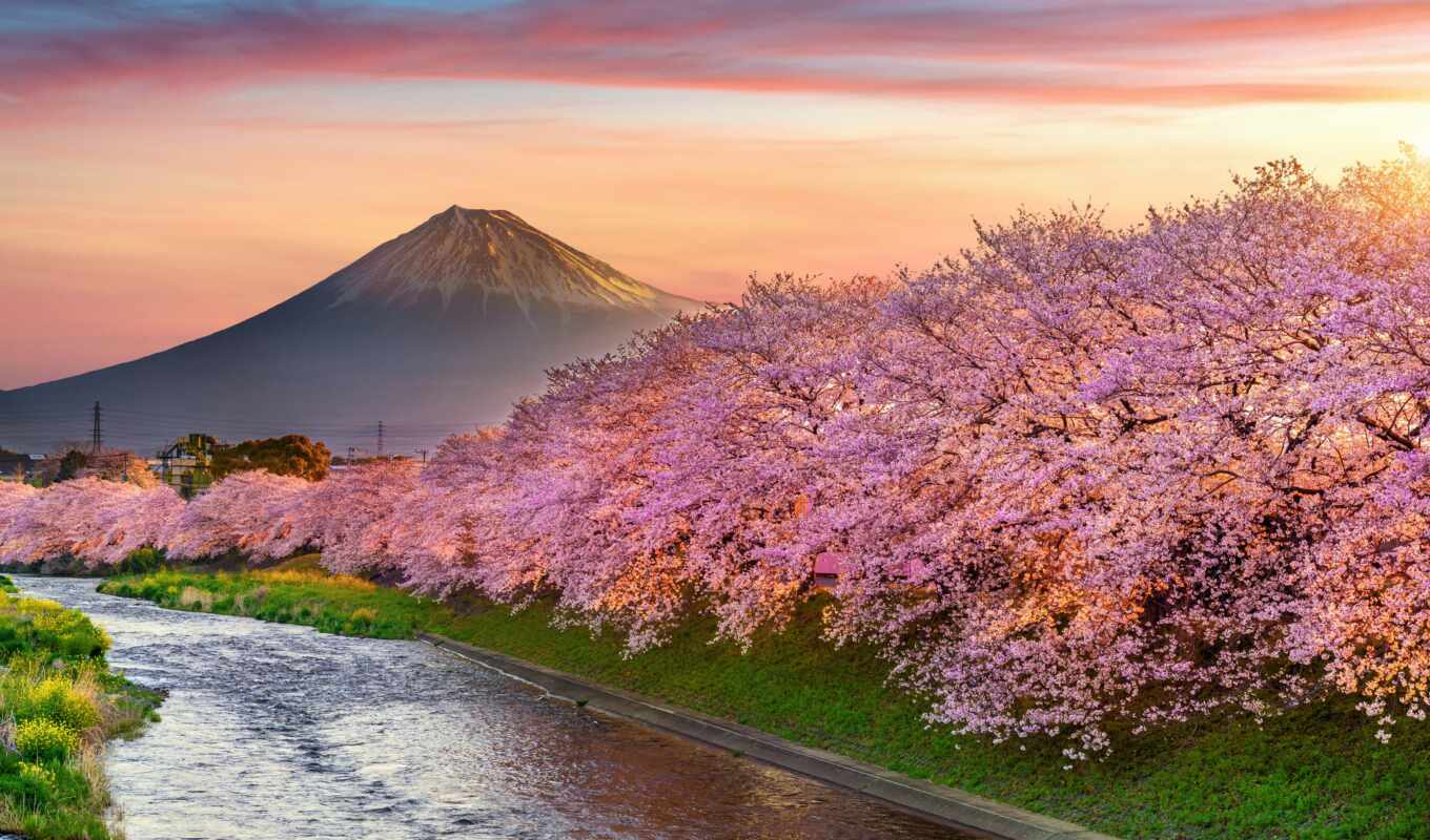 фото, гора, лепестки, Сакура, cherry, весна, season, tokyo, япония, mount, royalty