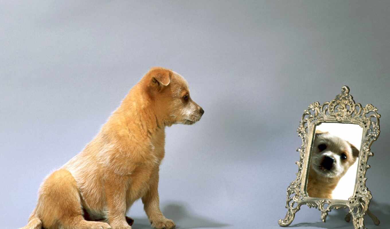 зеркало, собака, щенок, animal