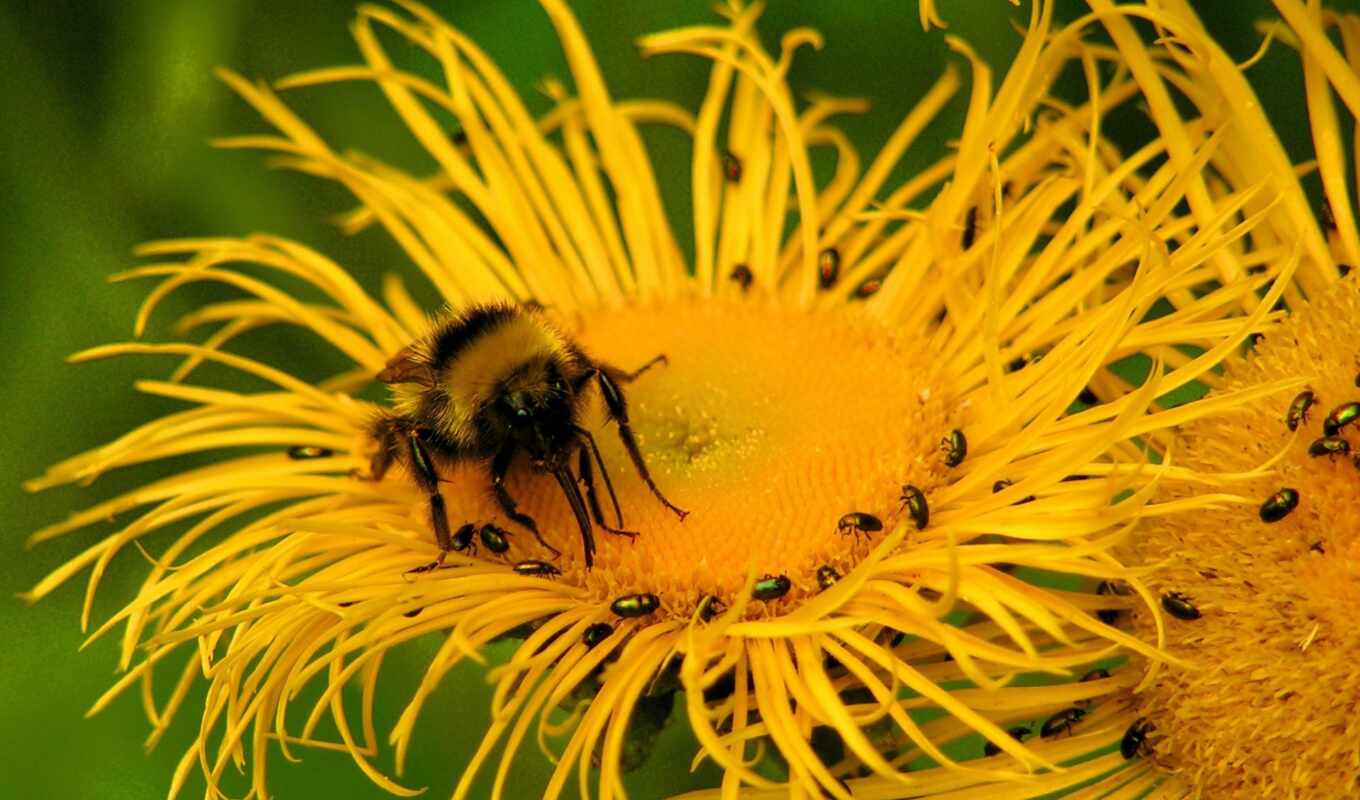 desktop, цветы, пчелка, pictures, photos, flowers, insects, пчелы, насекомое