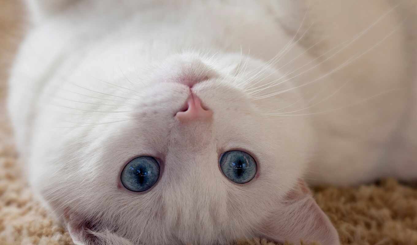 white, кот, fond, красивый, au, blanc, ложь, bleus, yeu