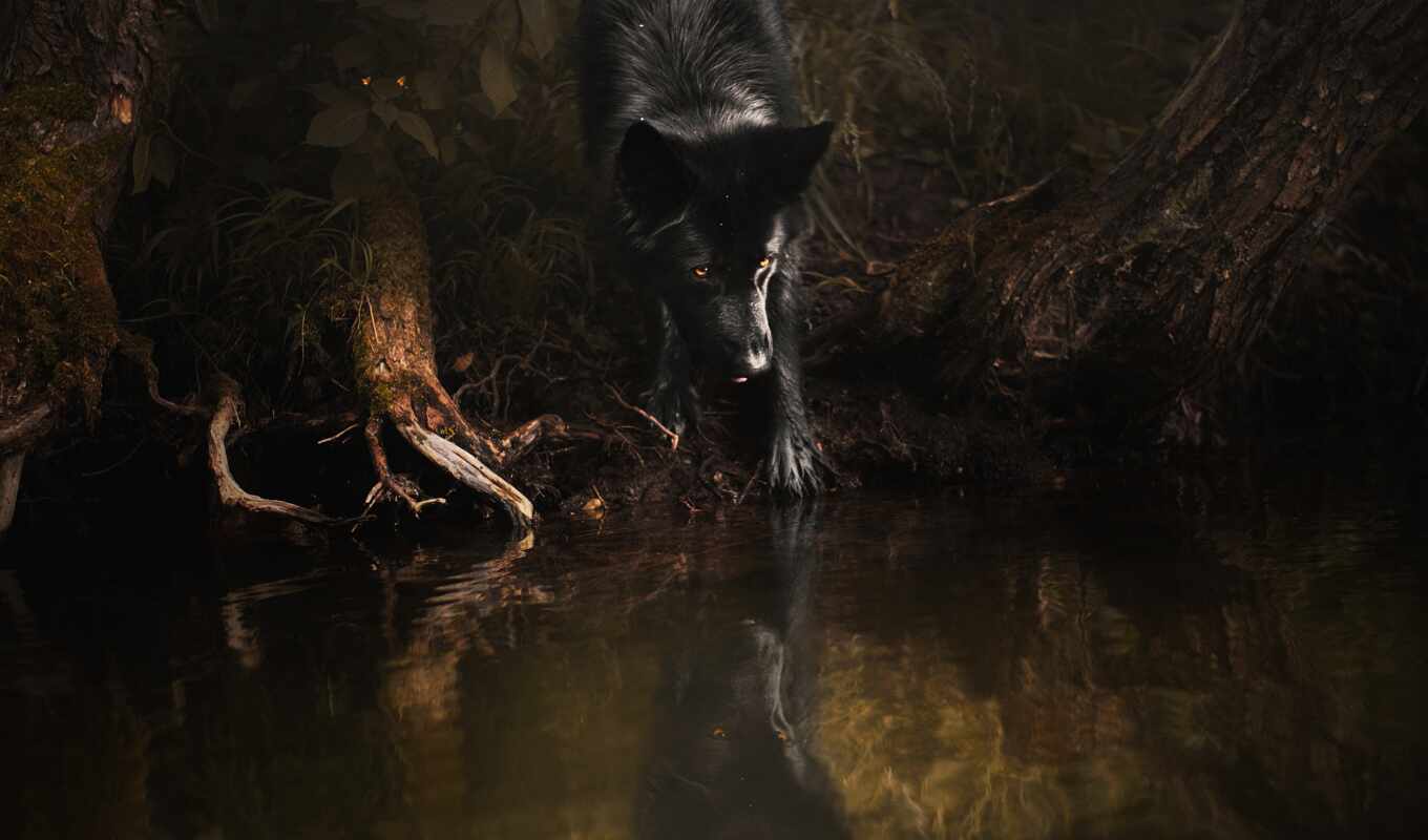 black, coast, dog, pose, awesome, dark, pond, coast, reflection, german, fore