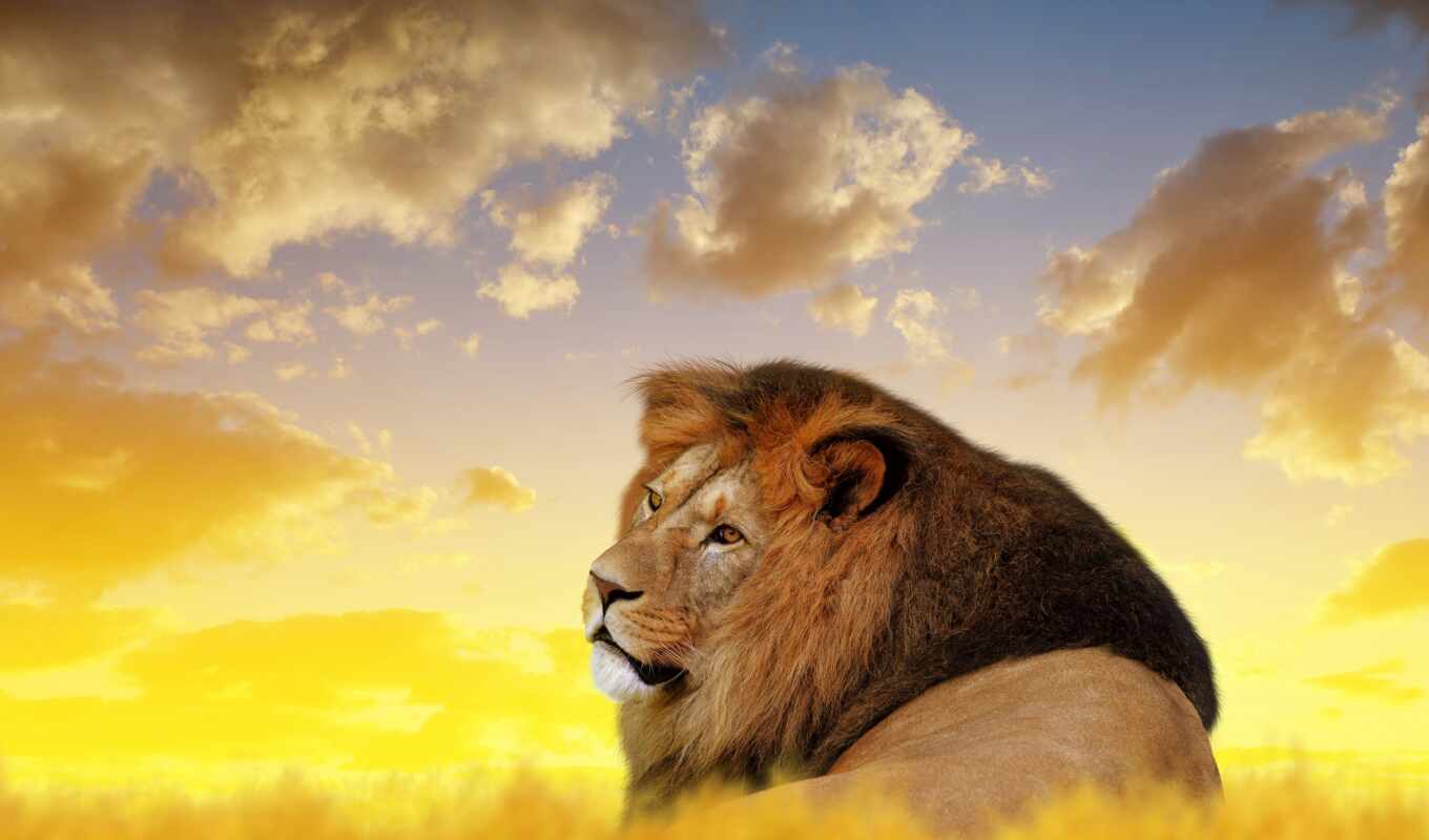 небо, lion, left, облако, animal