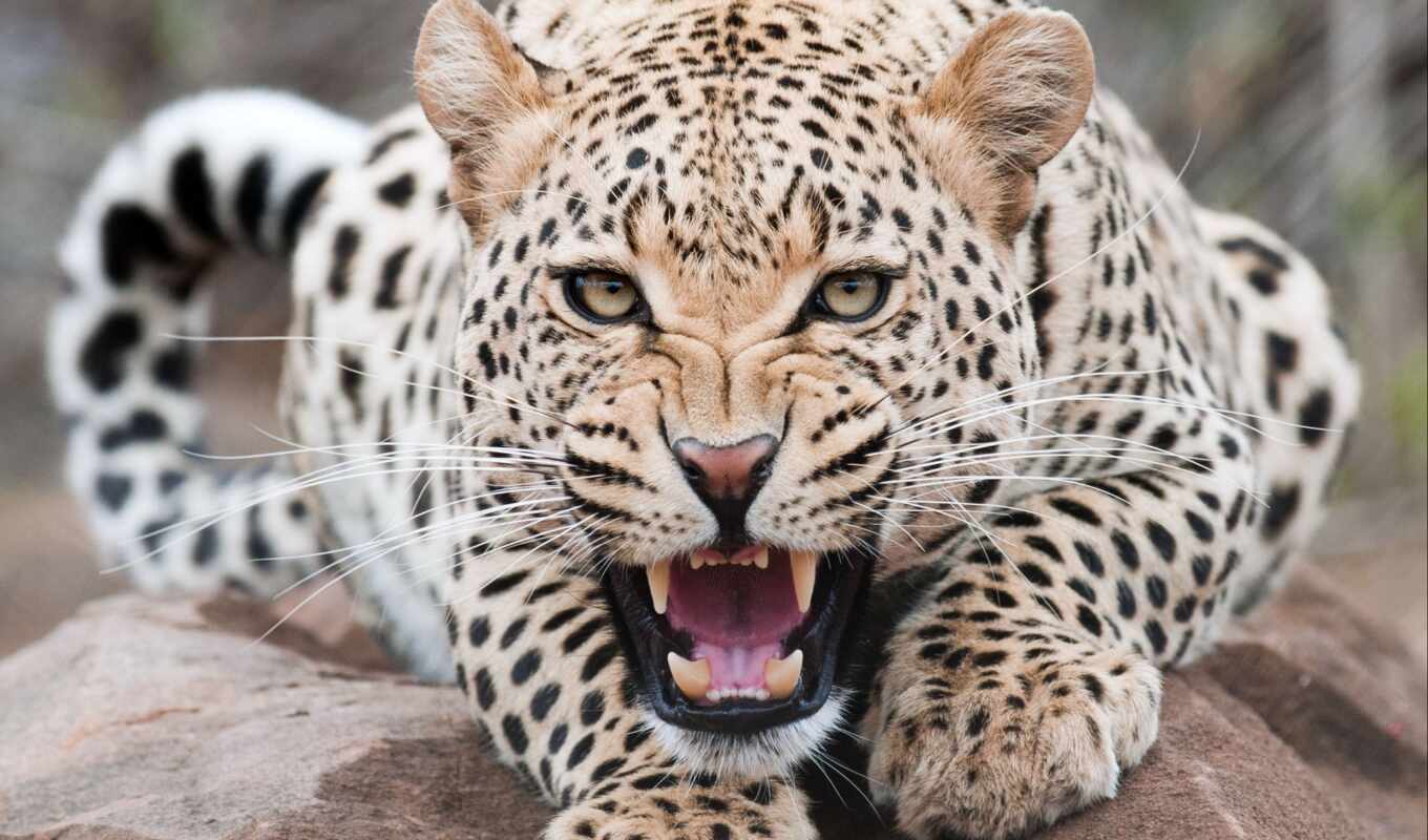 леопард, animal