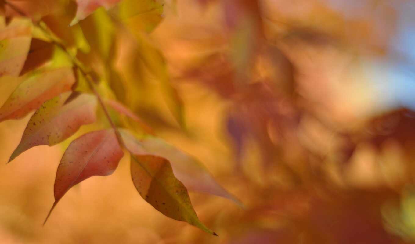 autumn, blurring, fotoosennii